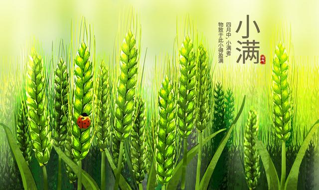 小满2.png